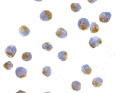 Antibody product image